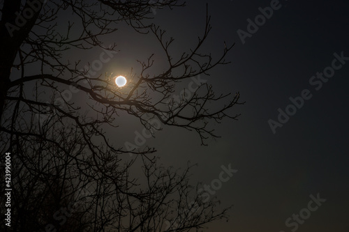Full moon shines in night sky among tree branches