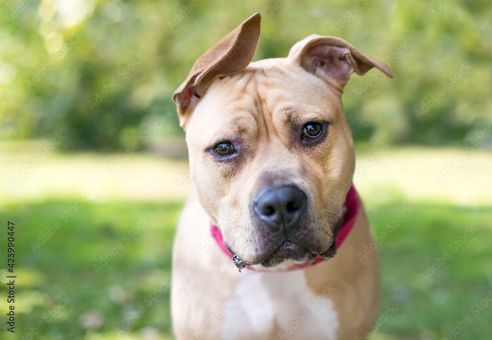 A Pit Bull Terrier dog with floppy ears and a head tilt