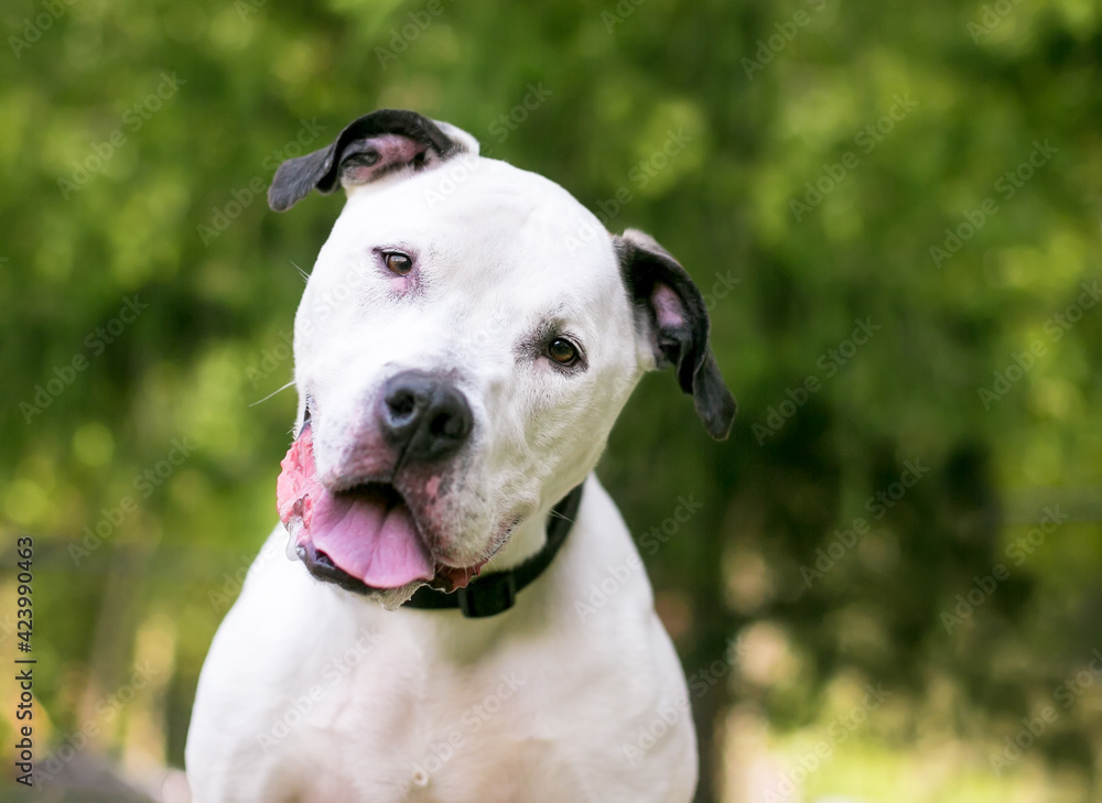 An American Bulldog mixed breed dog with a head tilt