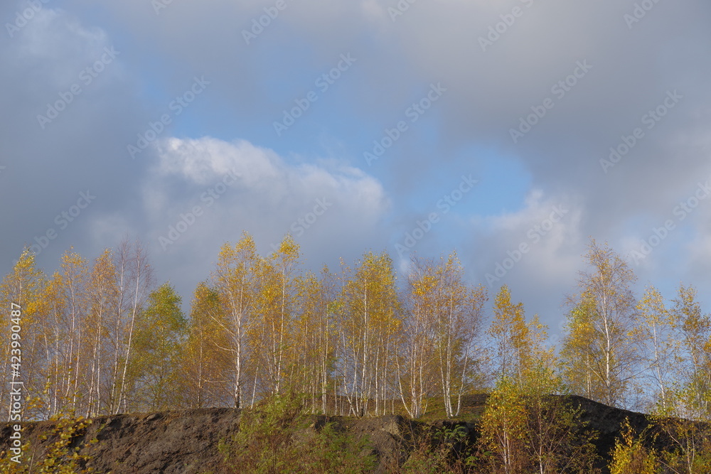 Fototapeta premium Autumn birches on a mine dump.