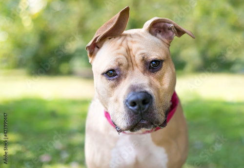 A Pit Bull Terrier dog with floppy ears and a head tilt