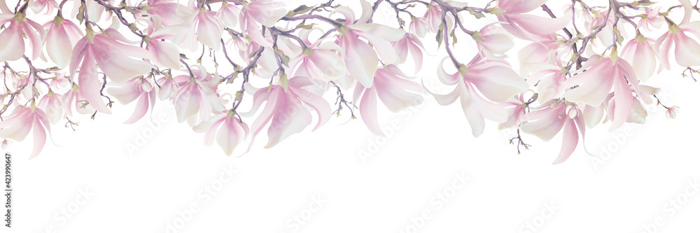 Magnolia flower, vector pink blossom. Sakura floral design. 3d minimal illustration, rose bloom.