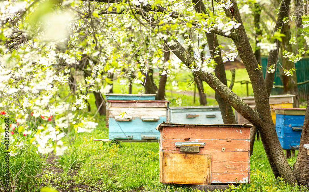 old wooden hives on apiary under flower blooming cherry tree. Hives bloom ingesday in spring. Honey harvest in flowering gardens. Collecting floral spring honey old wooden hives on apiary under flower blooming cherry tree. Hives bloom ingesday in spring. Honey harvest in flowering gardens. Collecting floral spring honey