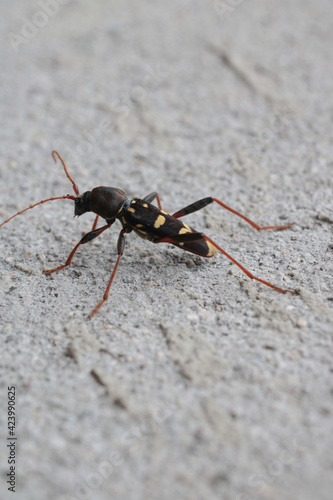 Neoclytus yellow striped insect photo