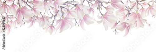 Magnolia flower, vector pink blossom. Sakura floral design. 3d minimal illustration, rose bloom.