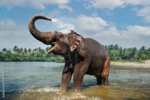 Fotótapéta Elephant washing and splashing water through the trunk in the river