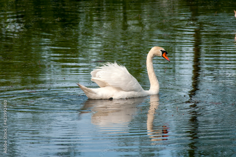 A white majestic swan floats in front of a wave of water. Young swan in the middle of the water. Drops on a wet head. A white majestic swan floats in front of a wave of water. Young swan in the middle of the water. Drops on a wet head.