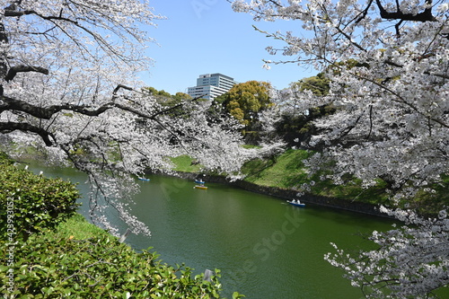 東京 桜満開の千鳥ヶ淵