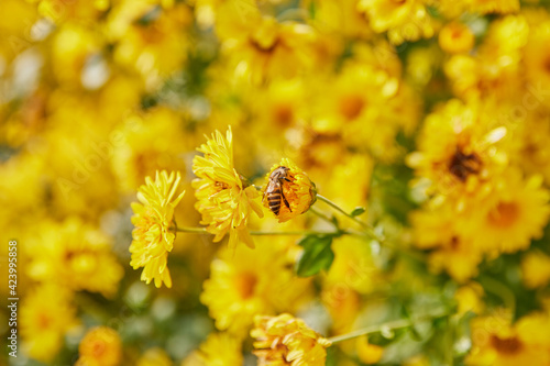 Small Bee on Yellow Chrysanthemum Flower or Mums Flower Garden on Natural Light © steafpong