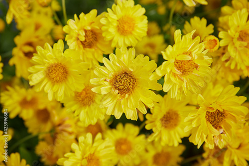 Zoom View Chrysanthemum Flower or Mums Flower Background