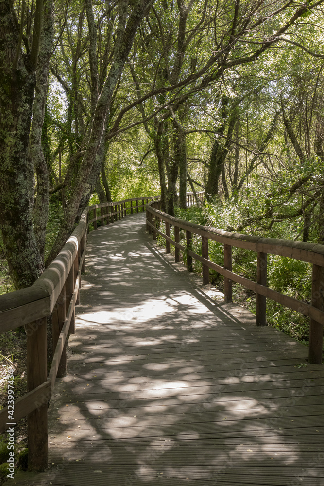 Walking in a wood trail surrounded by trees and shadows Walking in a wood trail surrounded by trees and shadows