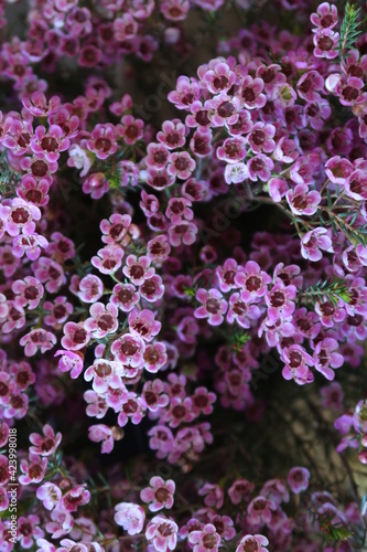 Bouquet of small pink flowers as a gift