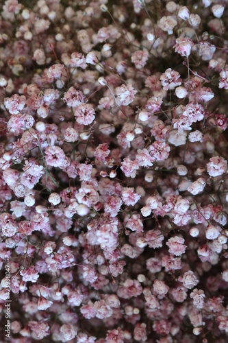 Bouquet of small pink flowers as a gift