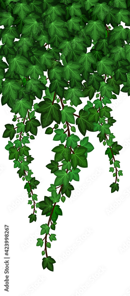 Ivy foliage pattern. Green ivy leaves and hanging branches, natural plant wall. Vector illustration Ivy foliage pattern. Green ivy leaves and hanging branches, natural plant wall. Vector illustration