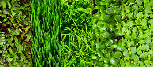 Wallpaper Mural Microgreen of wheat, peas, sunflowers, amaranth, beets and basil close up. Texture of green stems and leaves. Different types of sprouts. Torontodigital.ca