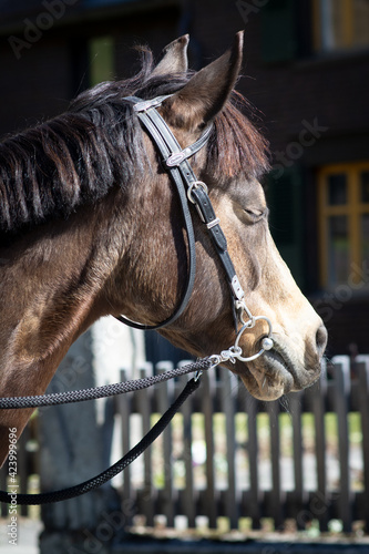 Pferd / Pony © Petra Fischer