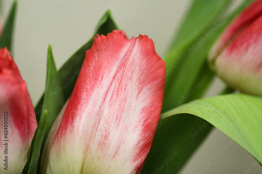 Macro photography of white and pink tulip petals (flower variety - Lingeri) on blurred pink background for banner Macro photography of white and pink tulip petals (flower variety - Lingeri) on blurred pink background for banner