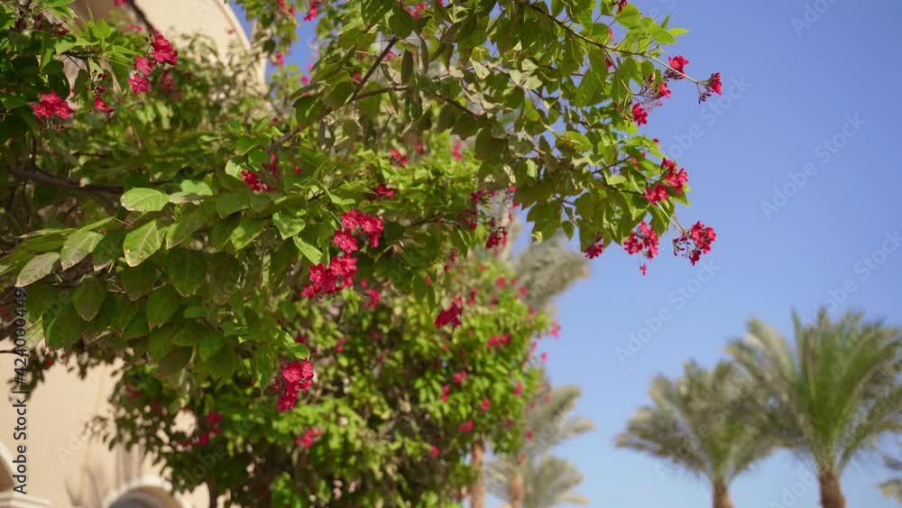 Vivid vegetation in Egypt at the hotel. Very beautiful flowers sway in the wind. Green grass and leaves. Bright colors. Attractive staff in the hotel area. Palms and blue sky are visible Vivid vegetation in Egypt at the hotel. Very beautiful flowers sway in the wind. Green grass and leaves. Bright colors. Attractive staff in the hotel area. Palms and blue sky are visible