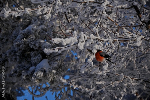 bullfinch © Ксения Николаева