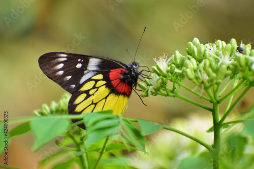 A beautiful butterfly collecting nectar