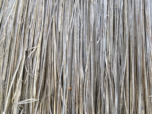 close up of a bamboo