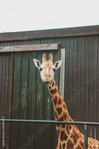 Canvas Print portrait of a giraffe