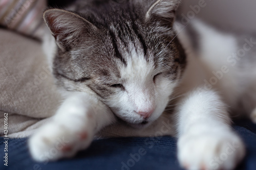 Fototapeta Naklejka Na Ścianę i Meble -  Beautiful cat cozy curled up on soft bed. Tight crop of cute feline resting.