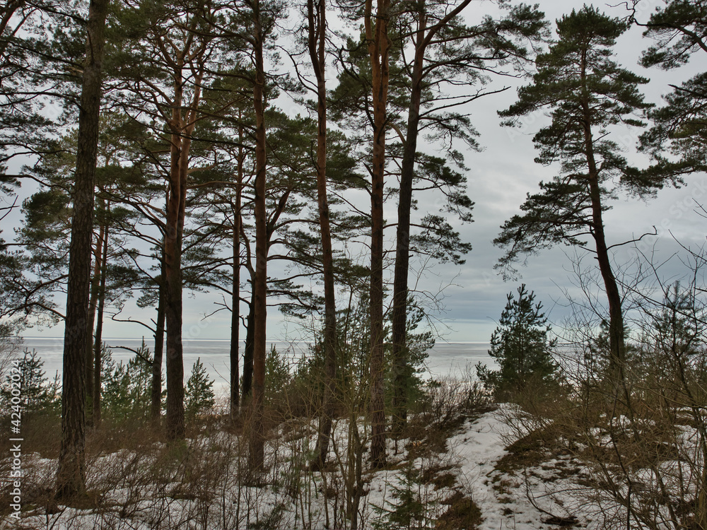 A landscape of a pine forest in a hilly area, with the remnants of the last snow, against the background of a cloudy sky and the frozen Baltic Sea on a spring day. A landscape of a pine forest in a hilly area, with the remnants of the last snow, against the background of a cloudy sky and the frozen Baltic Sea on a spring day.