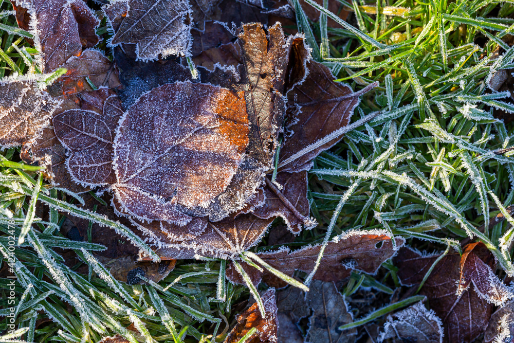 Morning Frost on dry Leaf