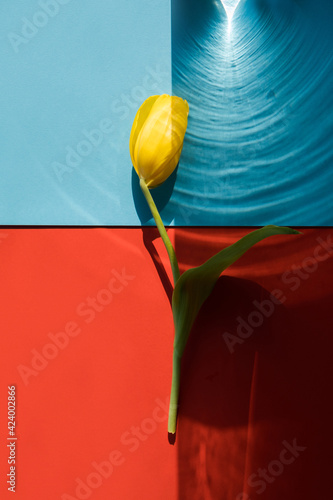 Yellow tulip on abstract red blue background. Bright daylight beam, glare. Spring concept. Mothers day