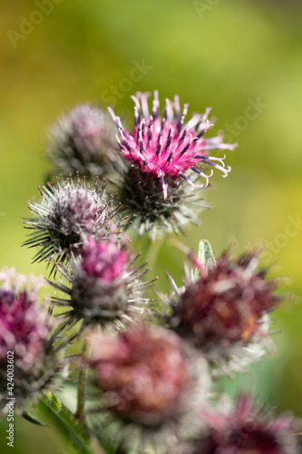 blooming burdock 