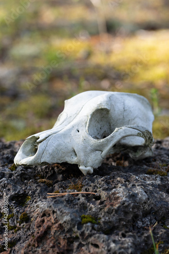 dog skull  © piphagorikha