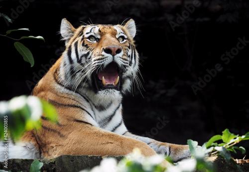 Slika na platnu The smallest subspecies of tiger, tiger Sumatran (panthera tigris sumatrae) in t