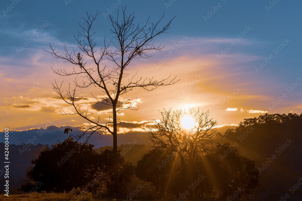 Naklejka premium Sunset behind tree with mountain hill forest.