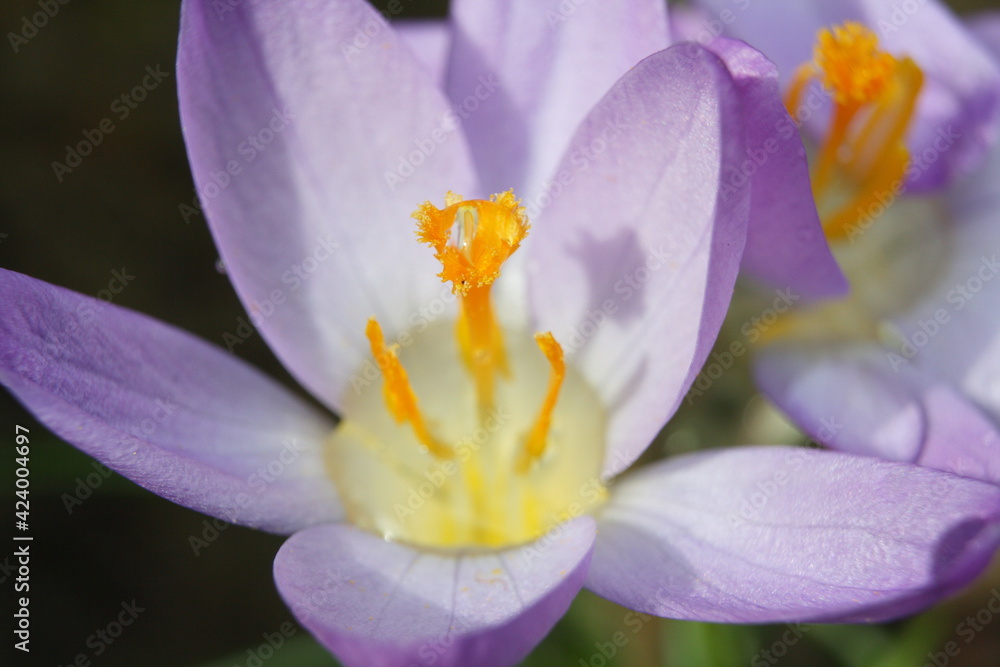 Detail of stamens and style of a purple crocus with a water drop at the base and a smaller droplet at the top. Macro. Short depth of field, selective focus.
