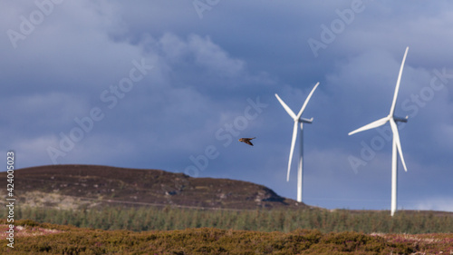 Samotny ptak zna tle turbin wiatrowych photo
