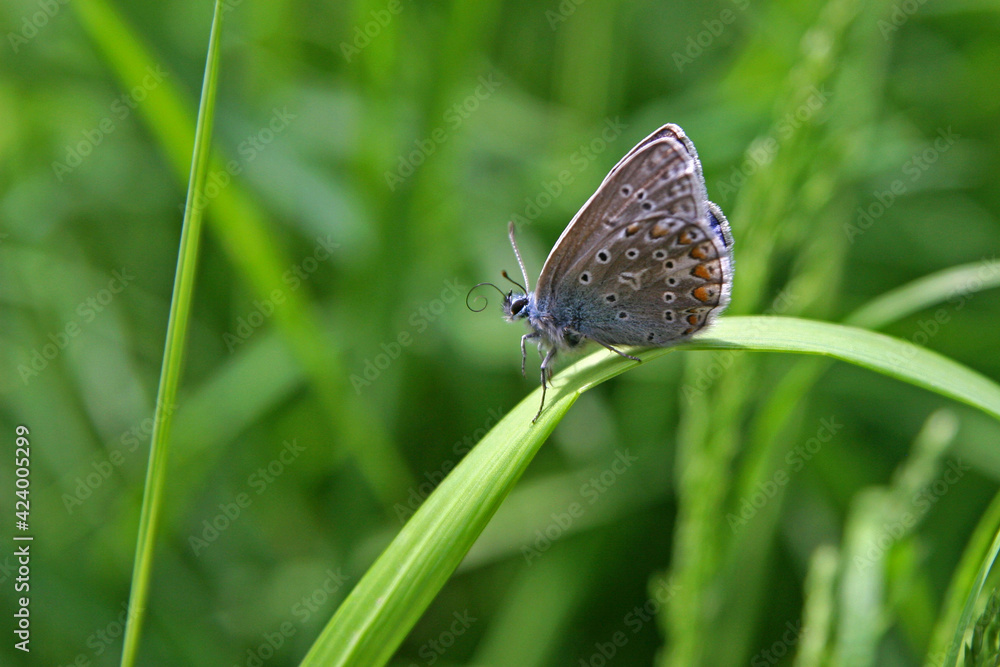 Common blue butterfly in the forest Common blue butterfly in the forest