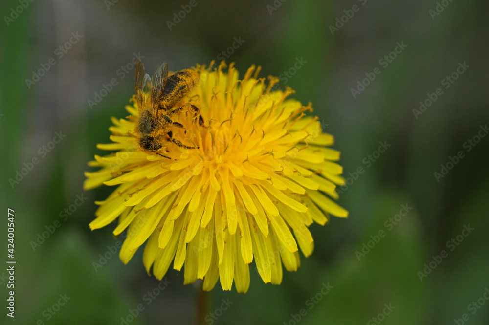 Western honey bee pollinating a flower Western honey bee pollinating a flower