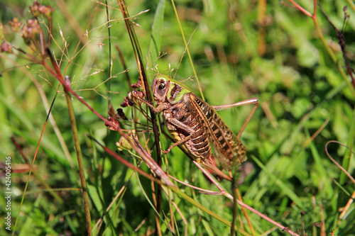 Roesel's bush-cricket on the grass photo