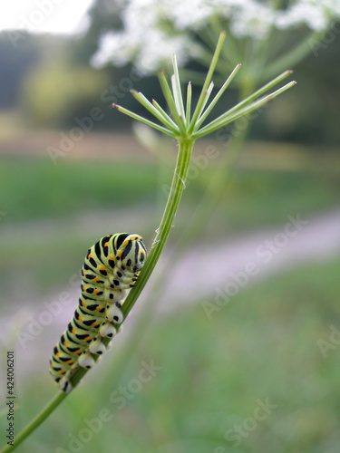 Close up - caterpillar of Papilio machaon – Common Yellow Swallowtail