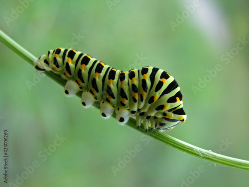 Close up - caterpillar of Papilio machaon – Common Yellow Swallowtail © bayazed