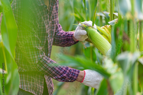 farmer wearing a red plaid shirt and white gloves is collecting fresh corn pods organic in corn fields for consumption or  raising animals. concept of agronomy that is very popular in all areas around