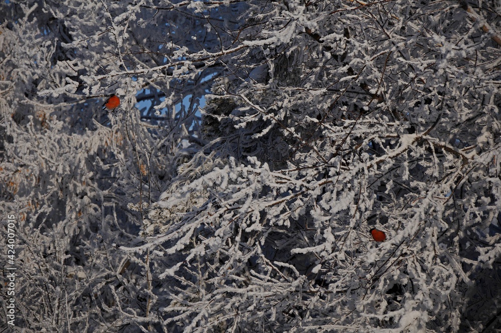 Obraz premium bullfinches