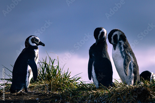 Gentoo penguin colony on Martillo Island, Tierra del Fuego, Argentina. photo