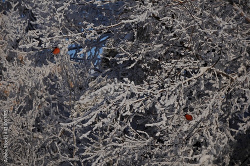 Wallpaper Mural bullfinches Torontodigital.ca