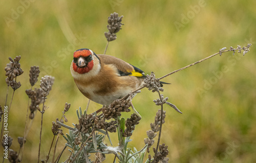 goldfinch 1