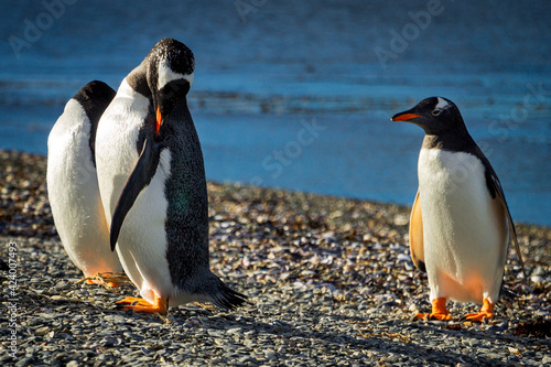 Gentoo penguin colony on Martillo Island, Tierra del Fuego, Argentina.