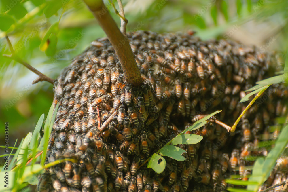 Swarm of bees nest on a branch.