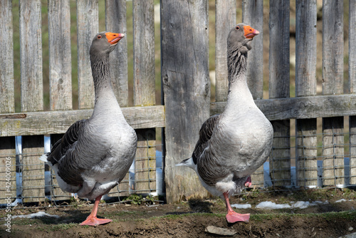 two greylag goose, anser anser, are standing on one leg at a pond