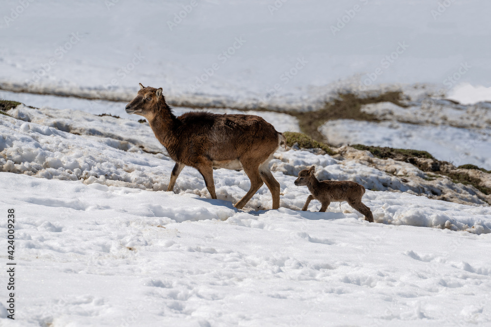 a mouflon mother with his fawn on a sunny spring day a mouflon mother with his fawn on a sunny spring day
